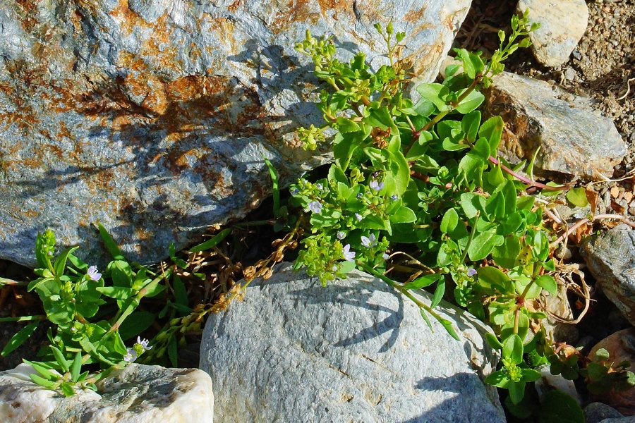 Veronica beccabunga